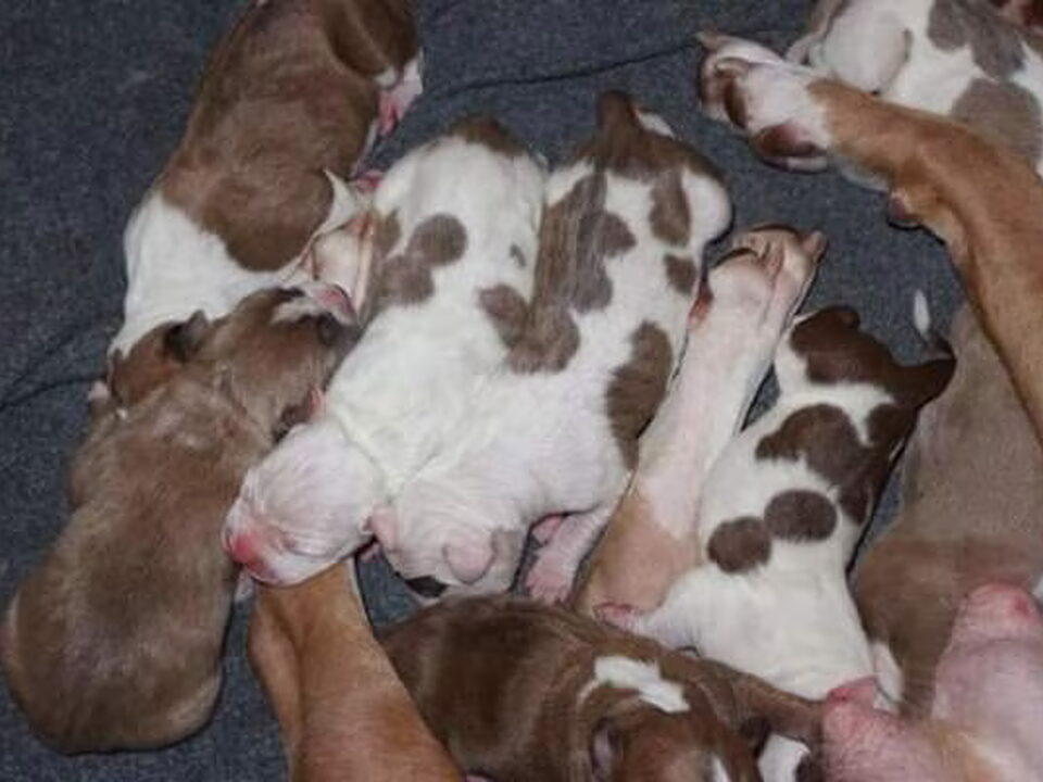 Pups van The Kids Best Frends