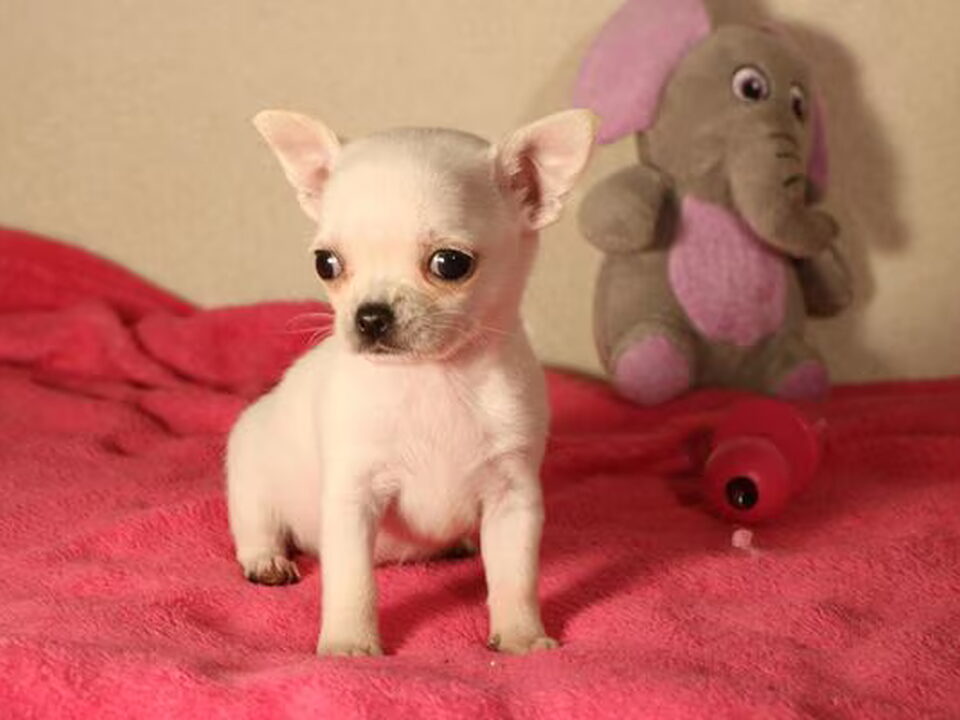 Pups van Souvenir Cheyenne