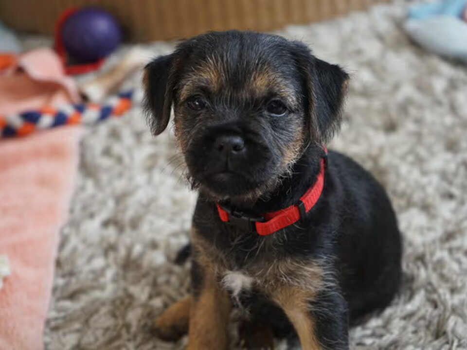 Foto van Terra Dogs