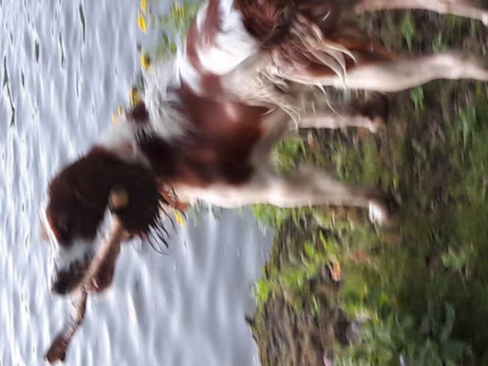Foto van Het Springersveld