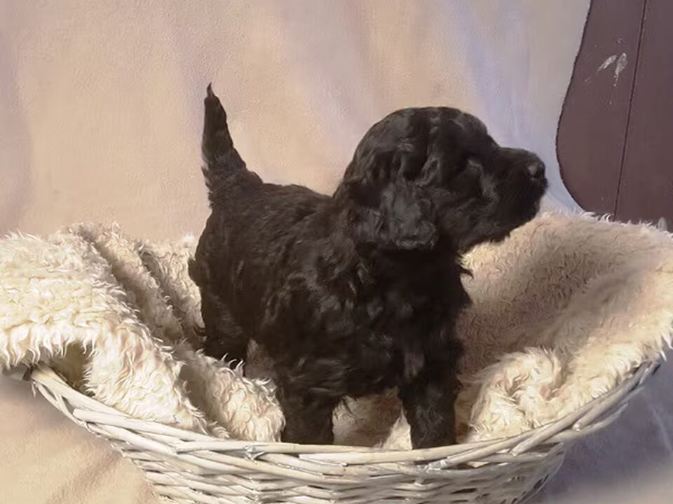 Pups van Els d'Achard