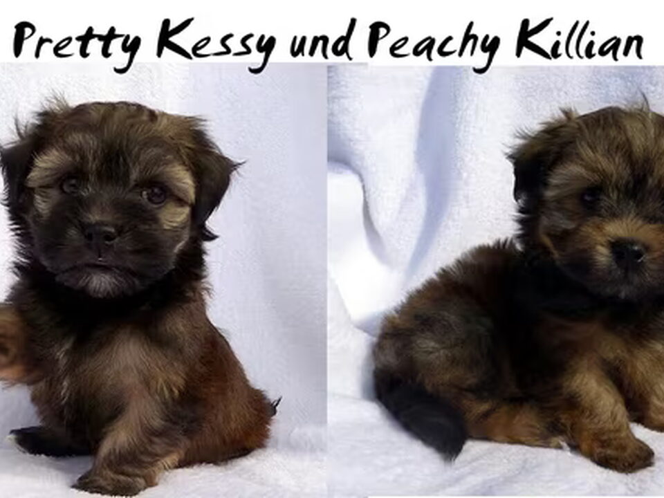 Pups van Kindly Sweetheart