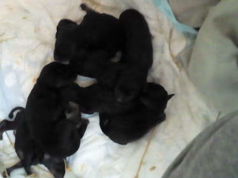 Pups van femmy