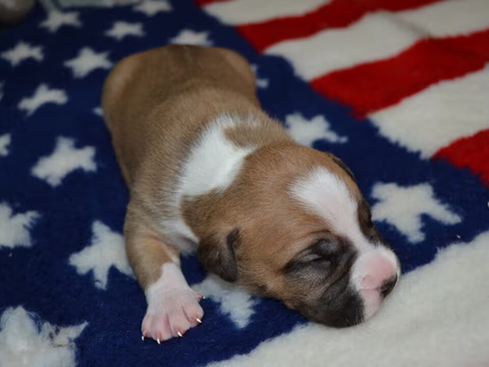 Pups van domein deleiestreek