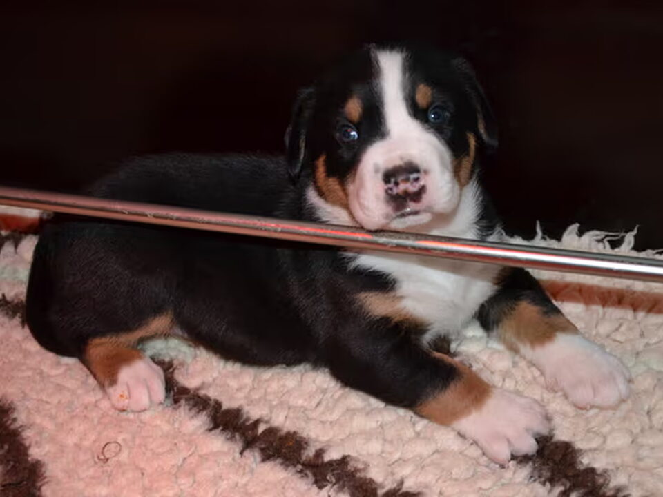 Pups van Karhunkierros