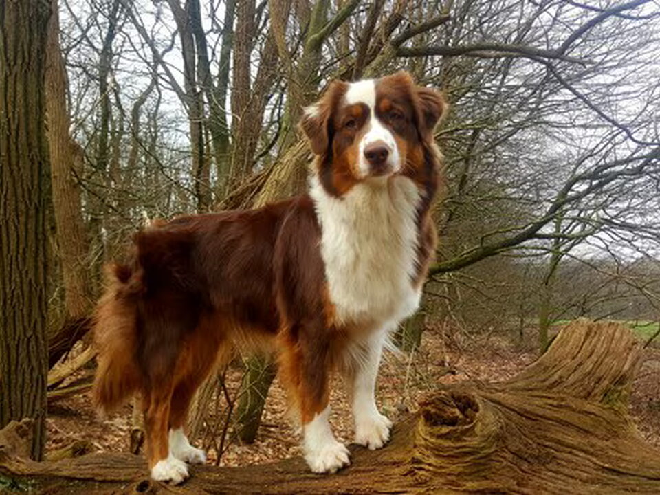 Foto van Crystal Colors Australian shepherd kennel.