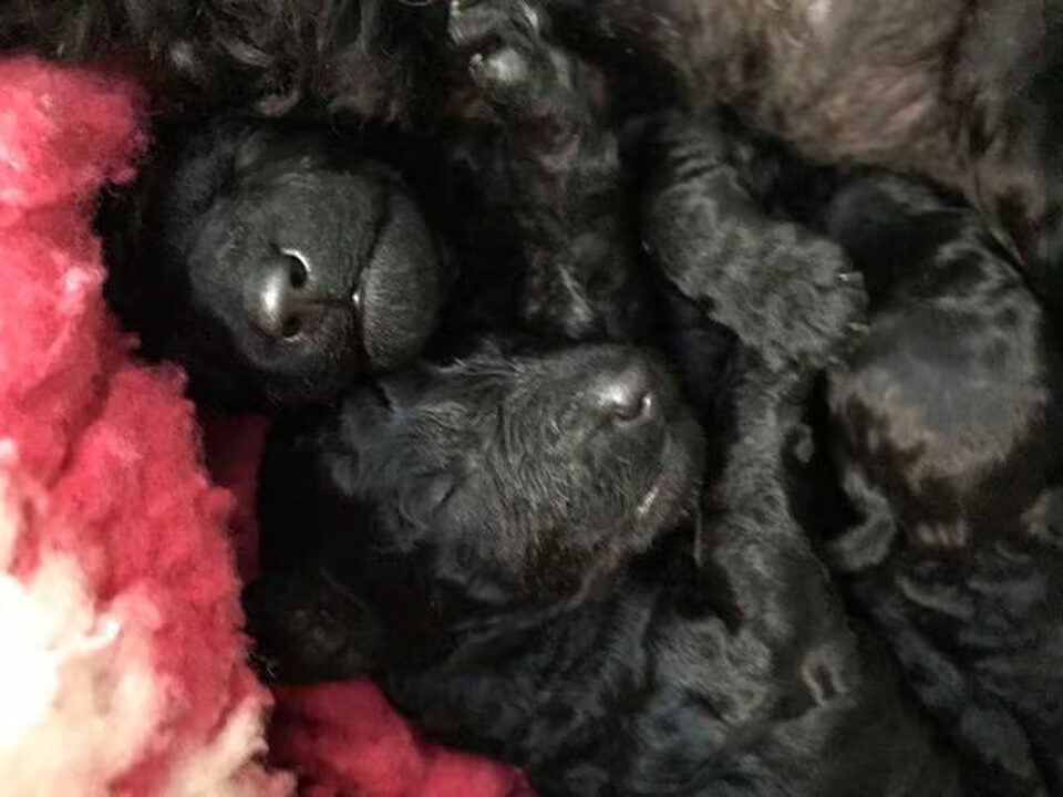 Pups van hadice-first