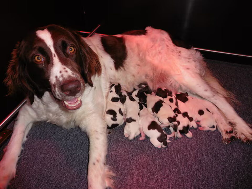 Pups van van Ruco Sunshine