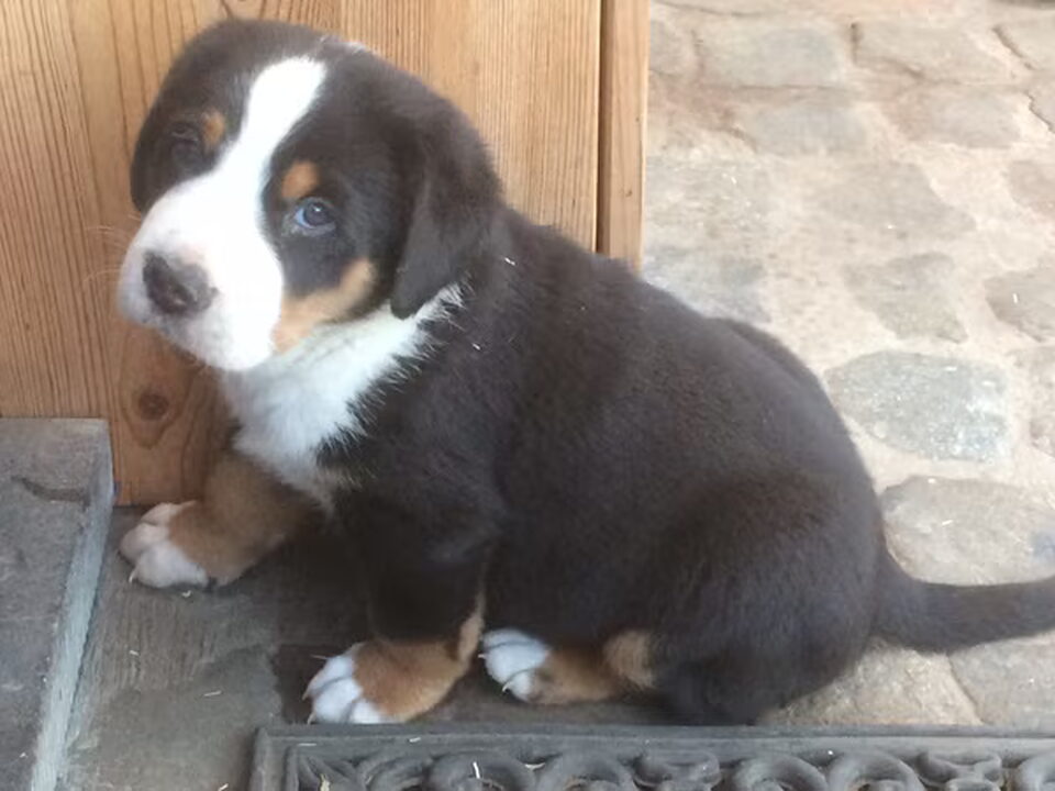 Pups van Bezõe
