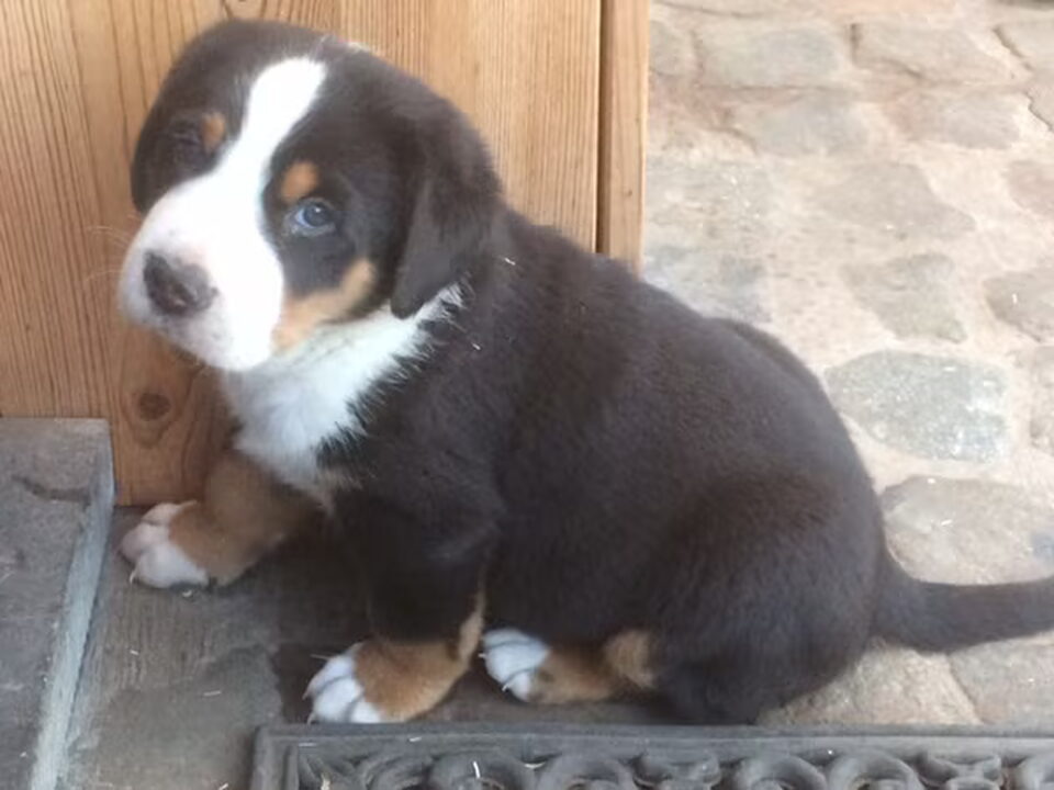 Pups van Bezõe
