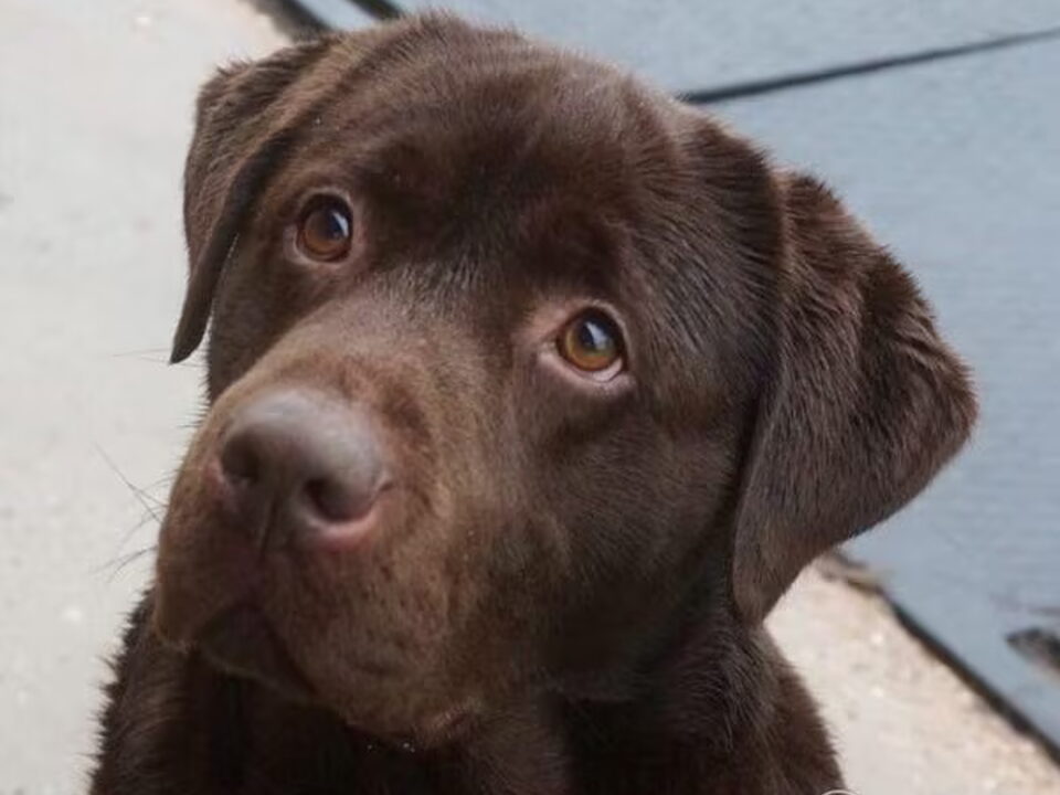 Pups van van den Dikkenberg