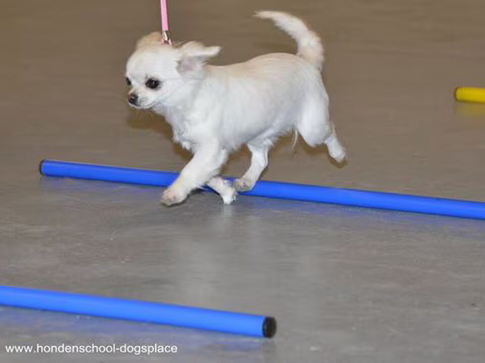 Foto van Chihuahuakennel Me Milagro