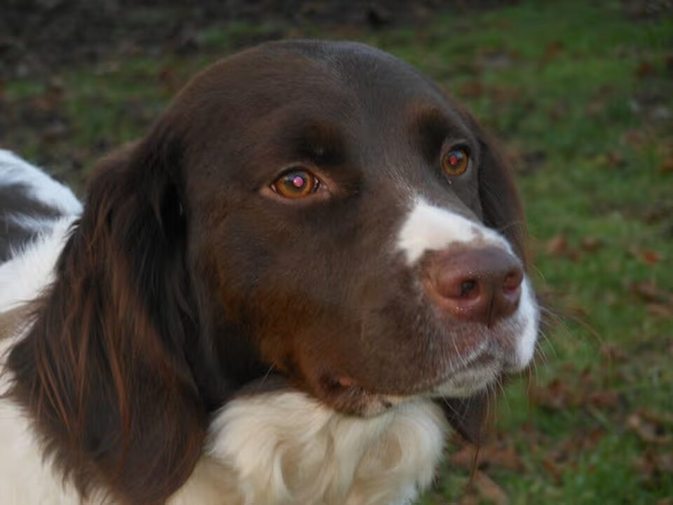 Pups van Lia Franssen