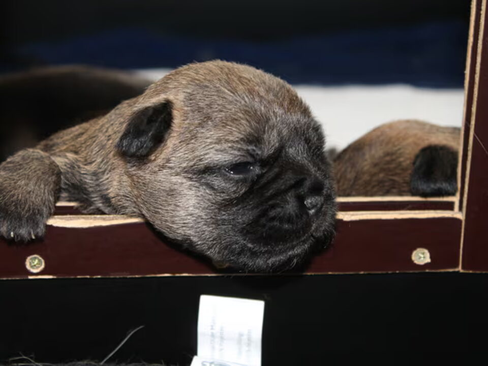 Foto van Border Terriers : Of The Two Borders