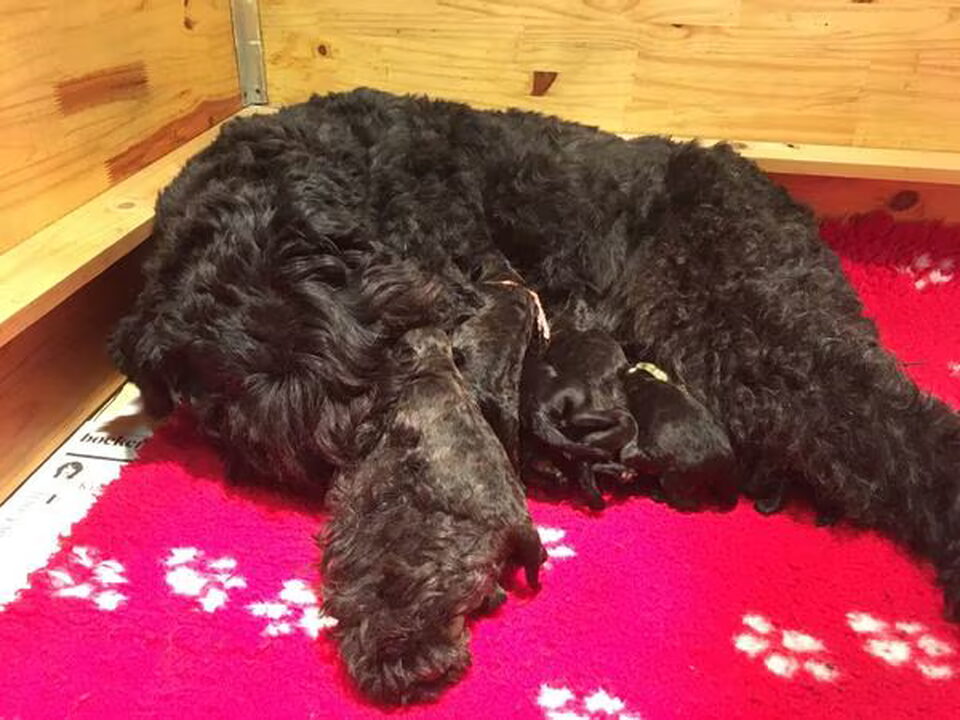 Pups van Bouvierkennel van het Molengat
