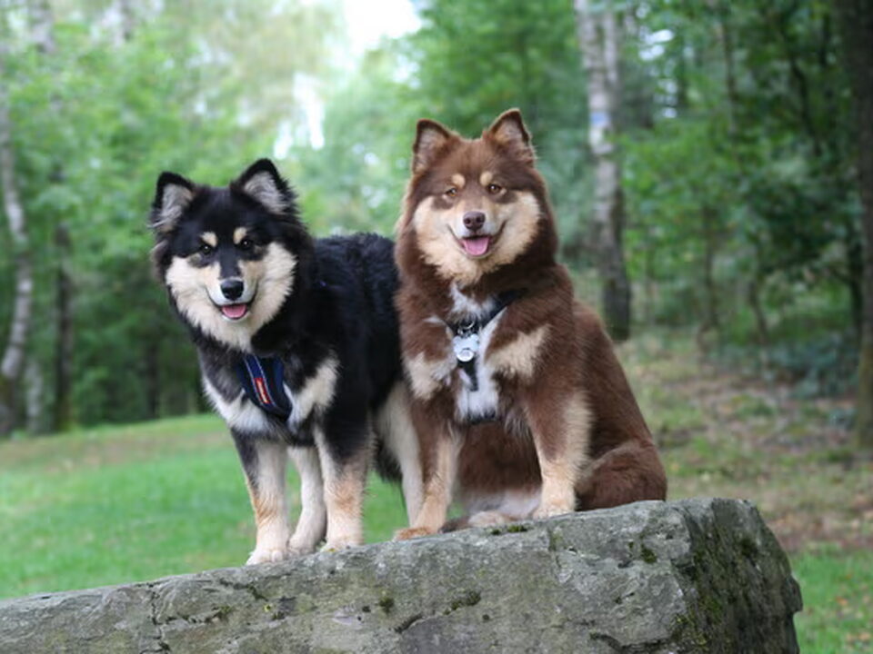 Foto van Kennel van de Kruikenlappies