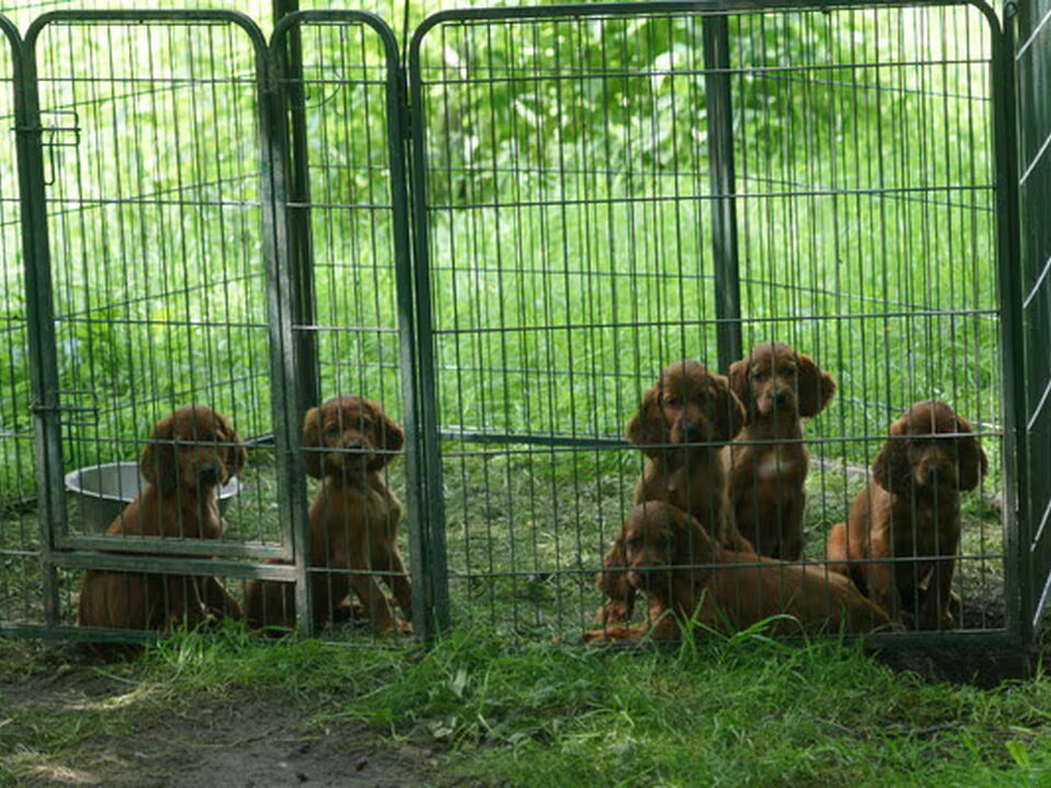 Pups van Red Evenings' Joy