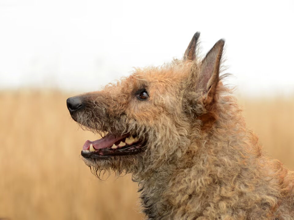 Pups van Fan 'e Rispinge