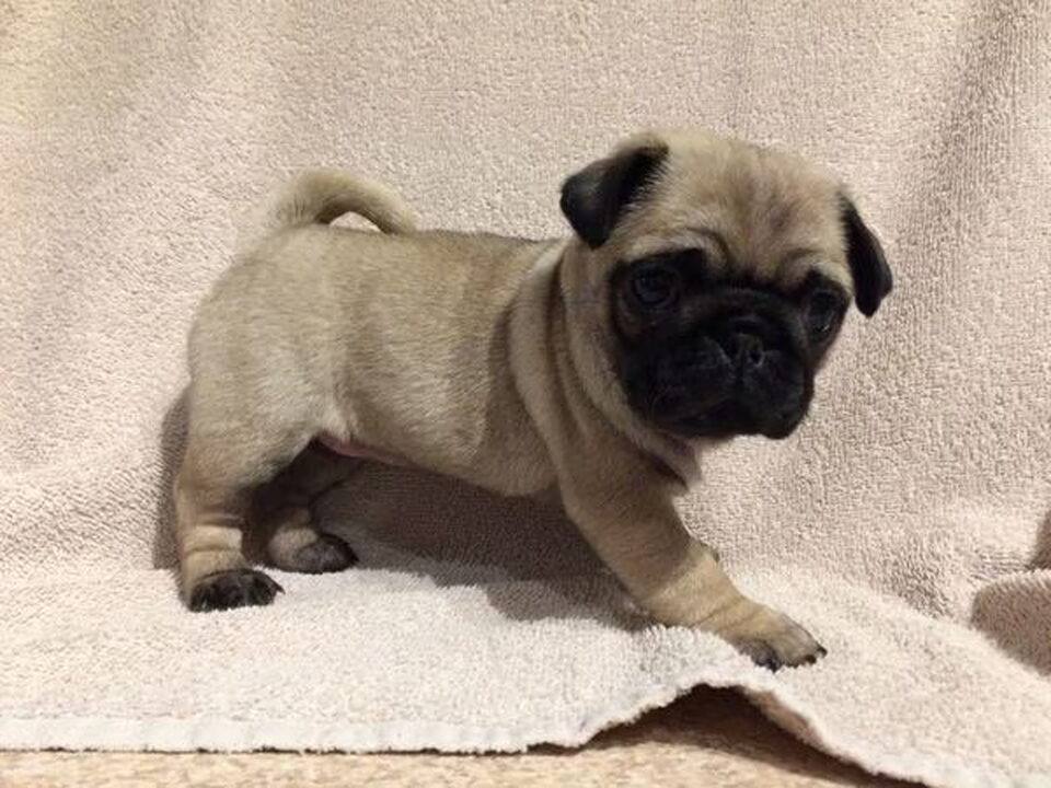 Pups van cleo en lola