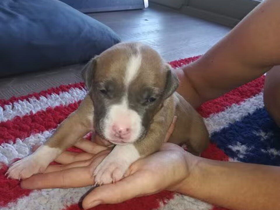 Pups van Jill vermeesen