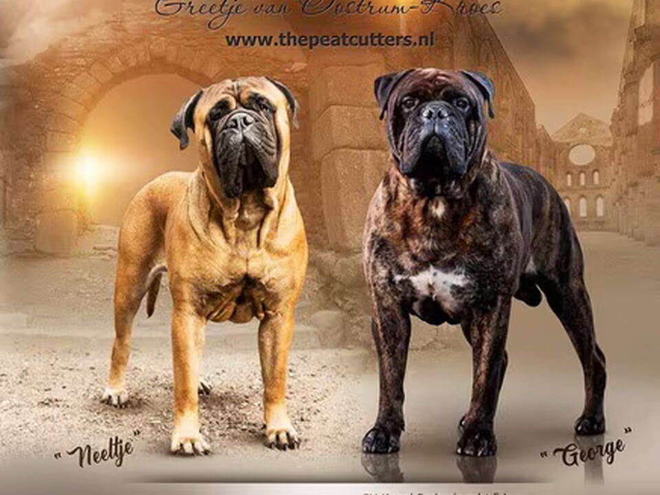 Pups van The Peatcutter's Bullmastiff