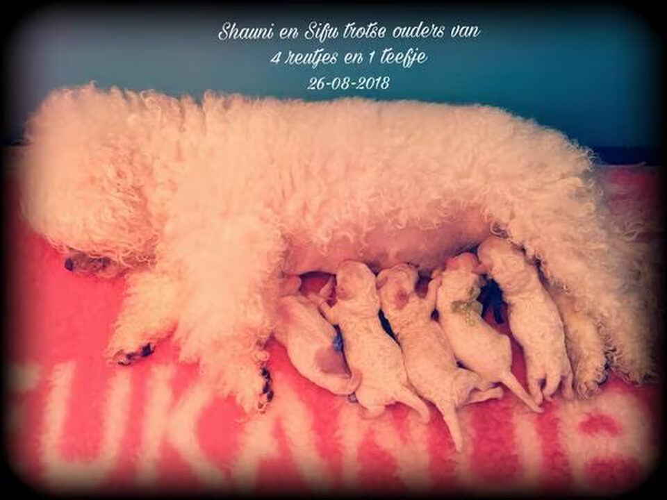 Pups van Nedina's Snuggle Pups