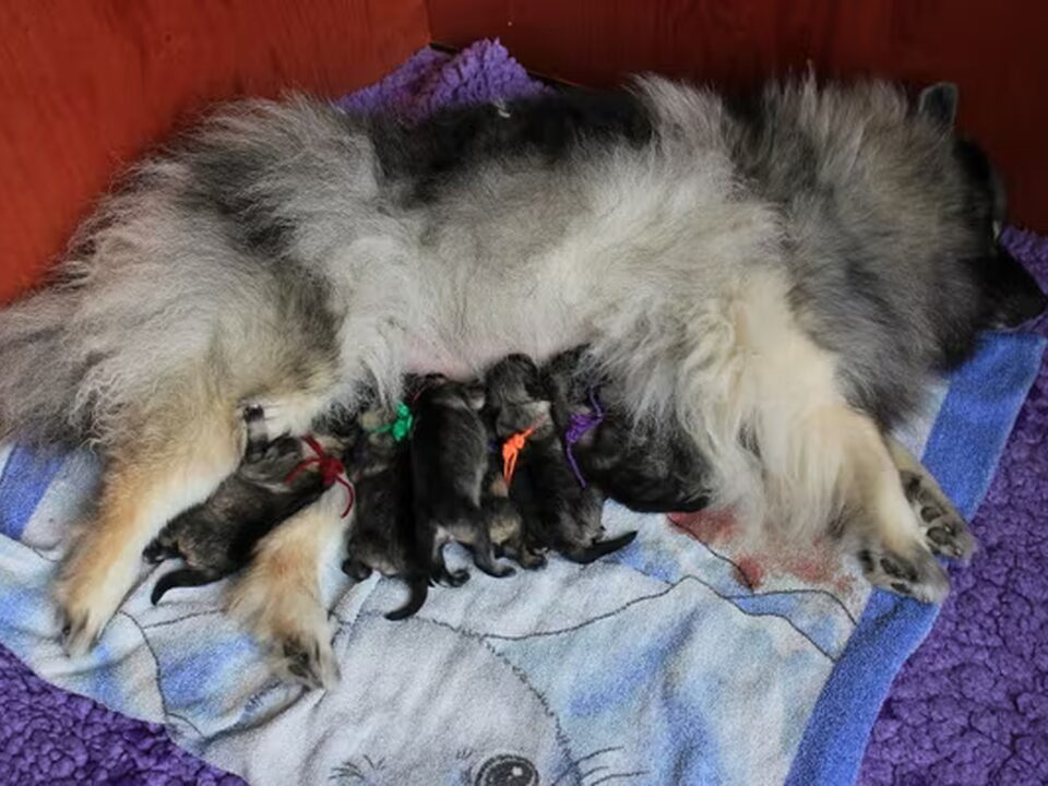 Pups van Greyhill's