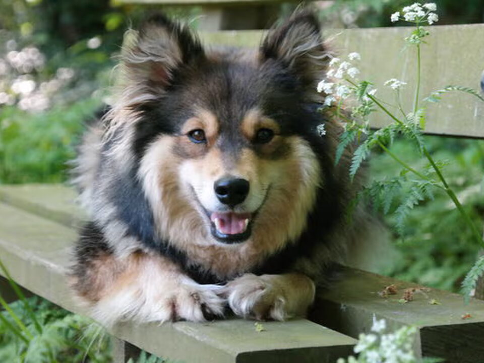 Pups van Finse lappenhond kennel Bronnesteyn