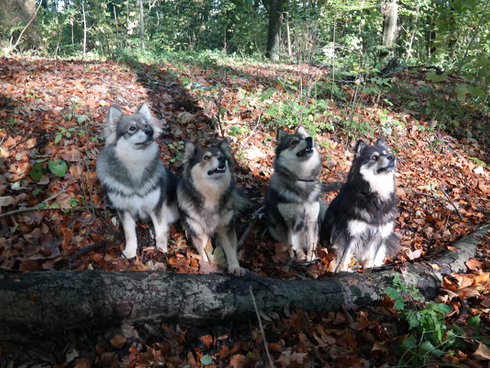 Foto van Finse lappenhond kennel Bronnesteyn