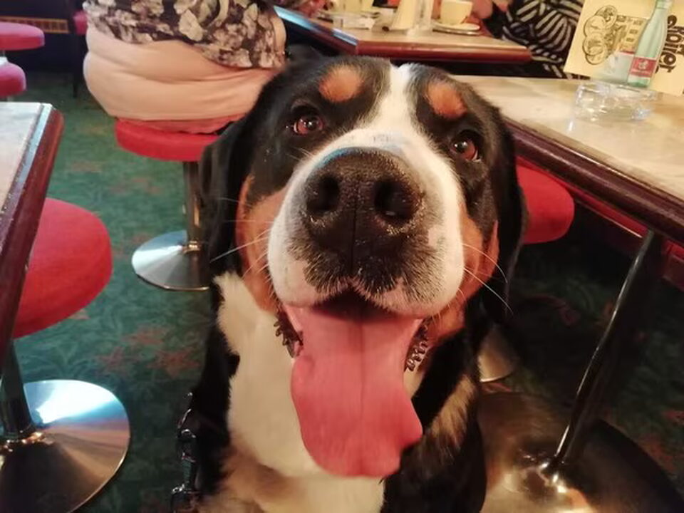 Pups van Karhunkierros