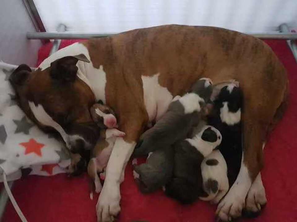 Pups van Dirk's Amstaff