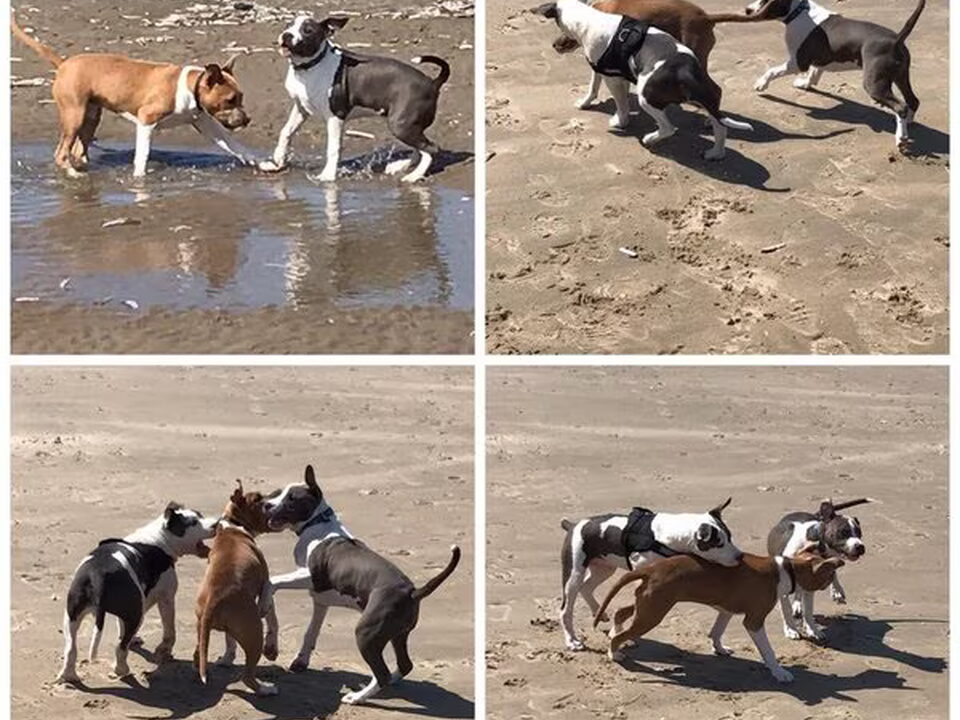 Foto van Dirk's Amstaff