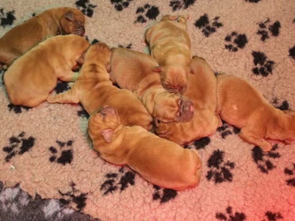 Pups van VON RUFLOHOF