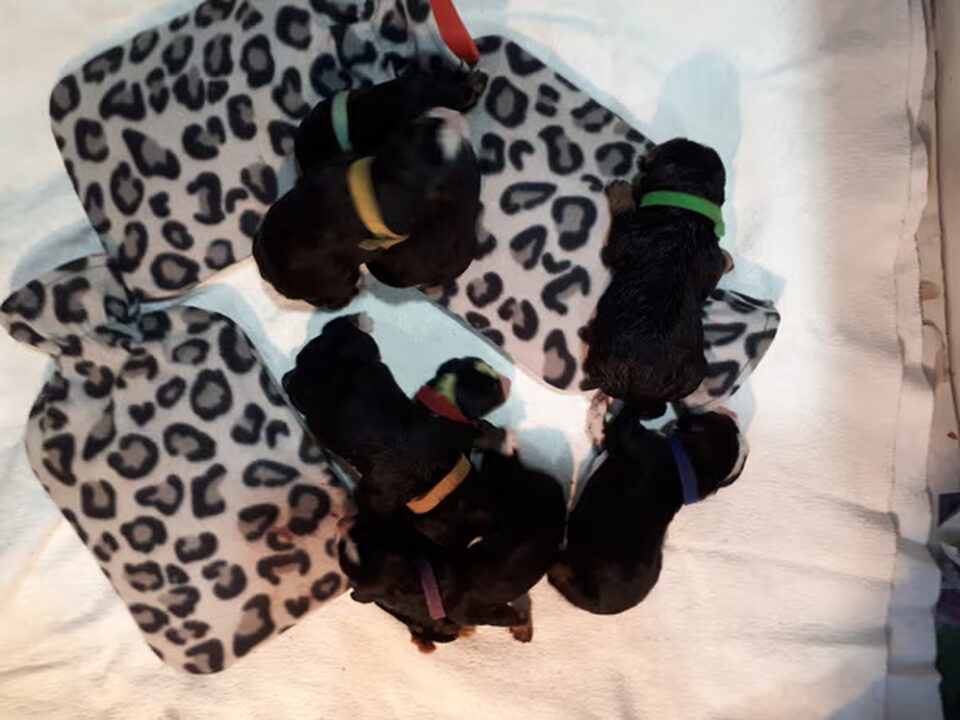 Foto van Kennel. debernaju