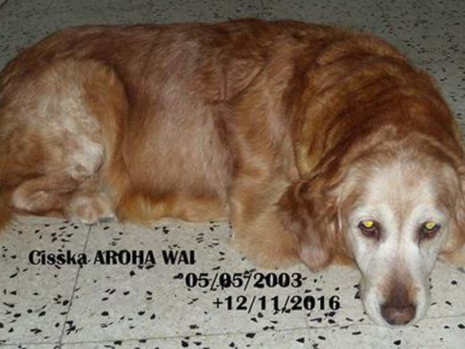 Foto van Golden Retriever Kennel Aroha Wai