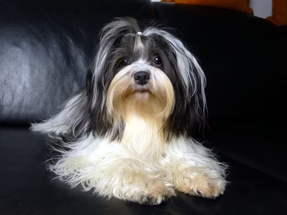 Pups van Kindly Sweetheart
