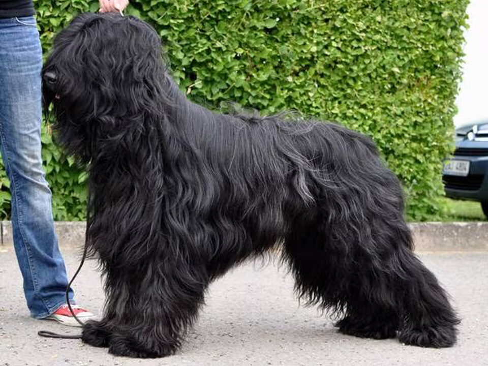 Pups van du Rêve Lourd d'Été