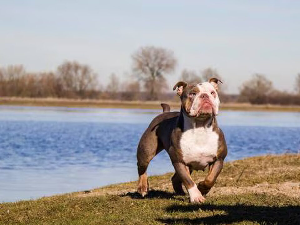 Pups van Rebel bullys