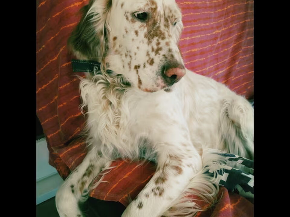 Pups van setters of stars in heaven