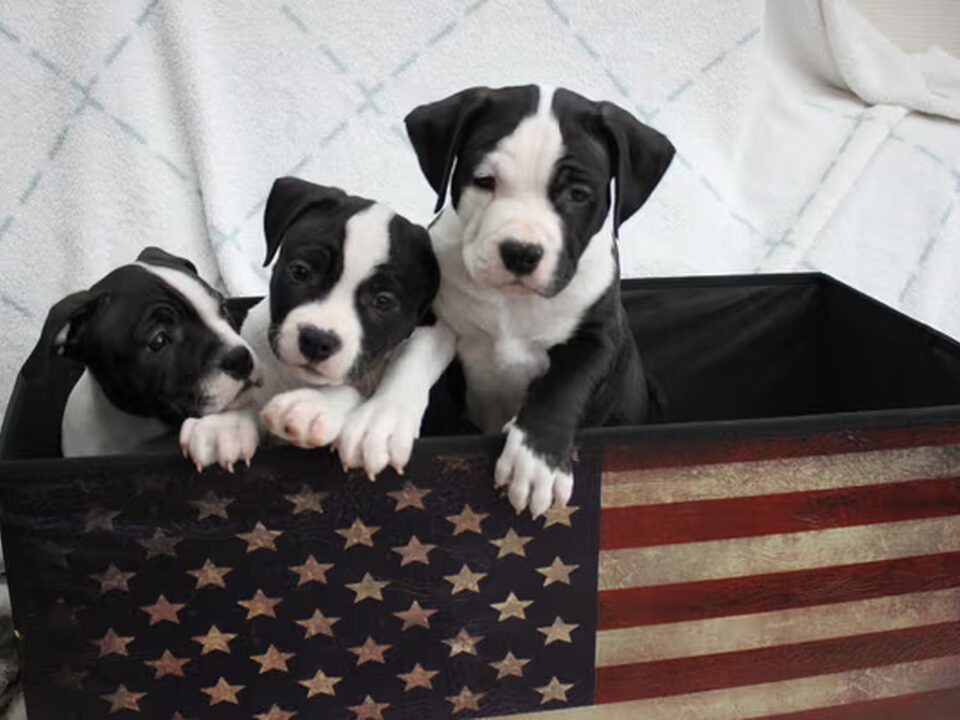 Pups van FROM GLADIATORDOGS
