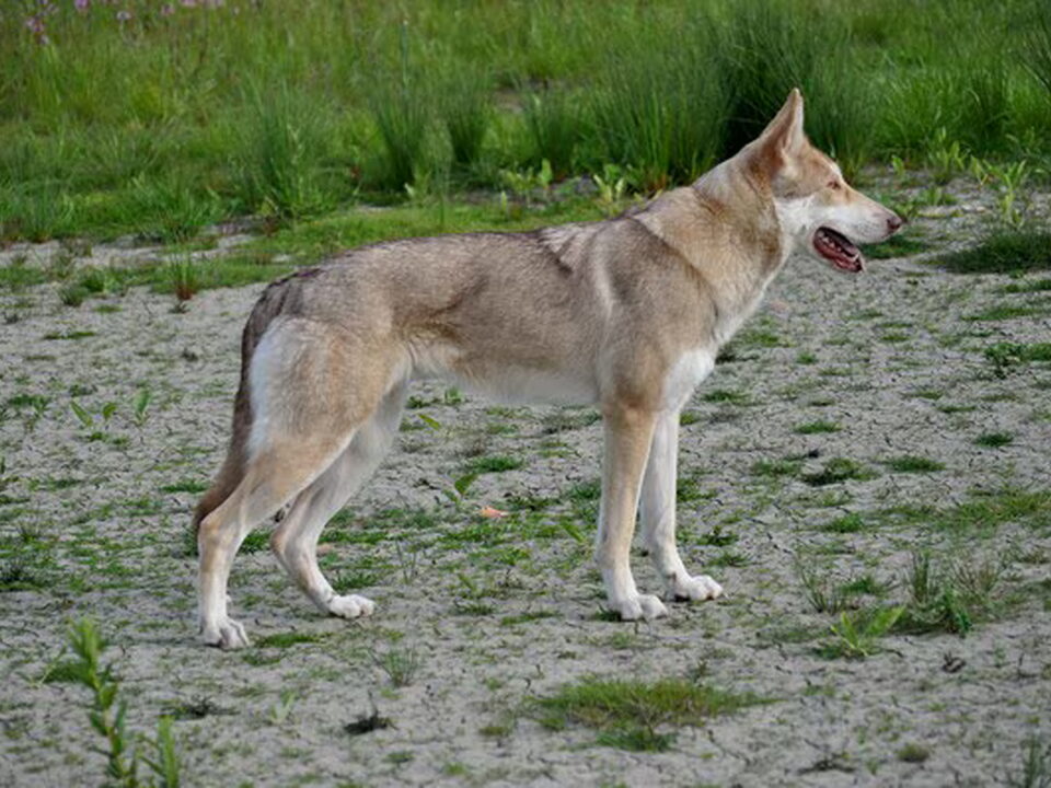 Foto van Kennel v.d. Zevenhuizerplas