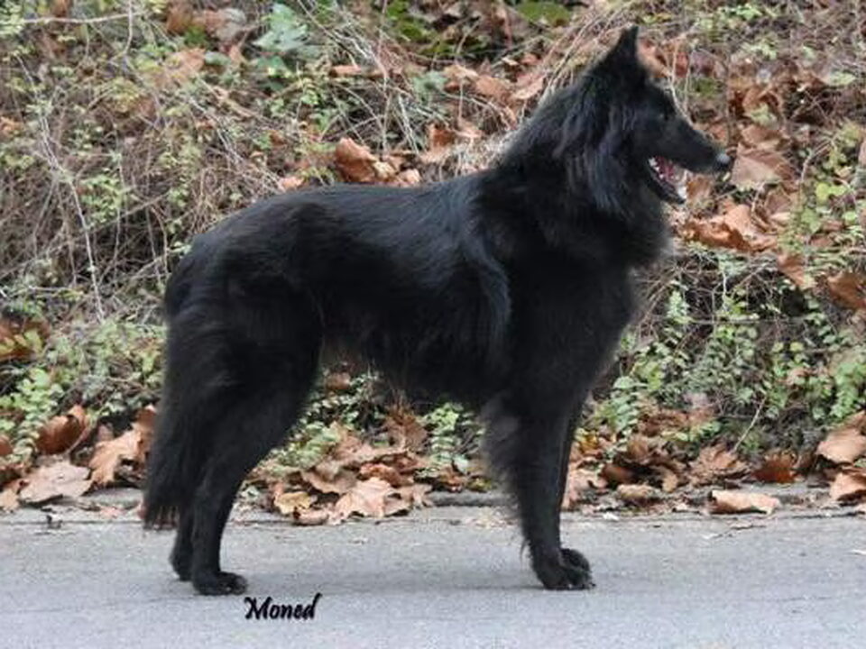 Foto van Pride of The North Groenendaeler kennel