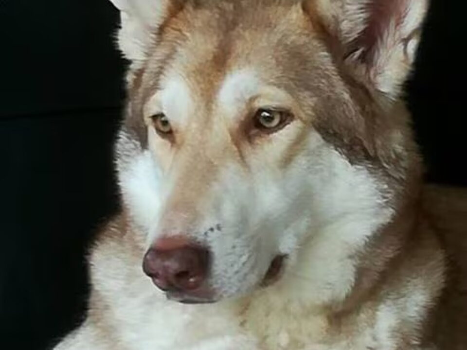 Pups van Kennel v.d. Zevenhuizerplas
