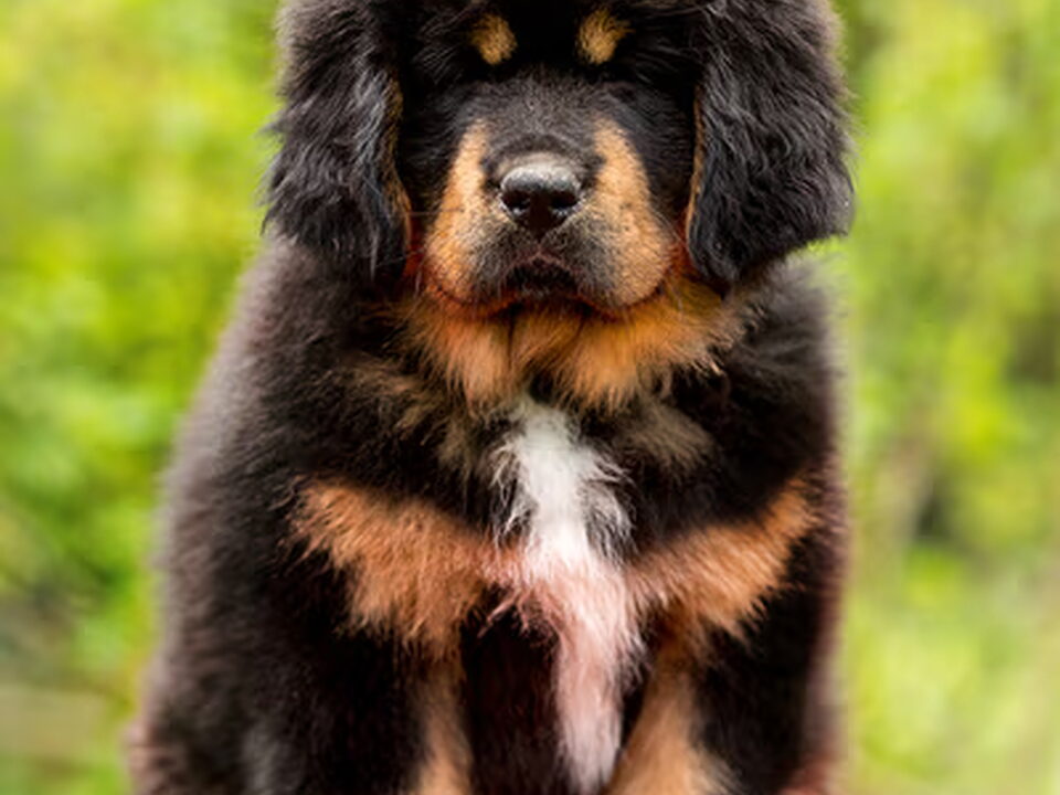 Pups van Prachtige Tibetaanse Mastiff (Do-Khyi) puppies