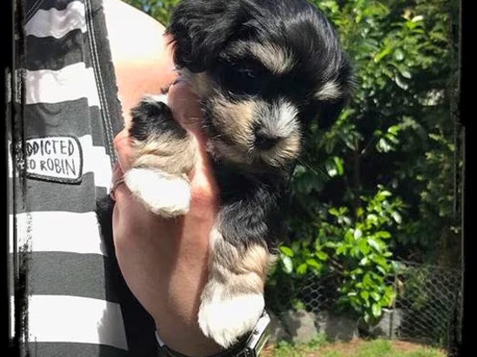 Pups van Kindly Sweetheart