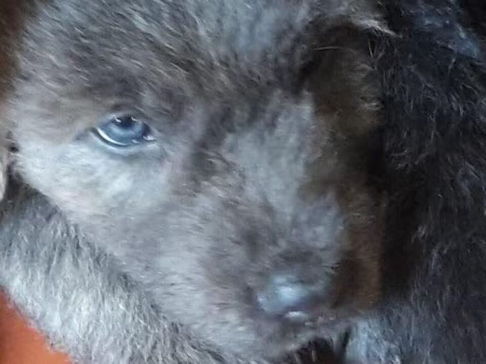Pups van Van Yankee's Home