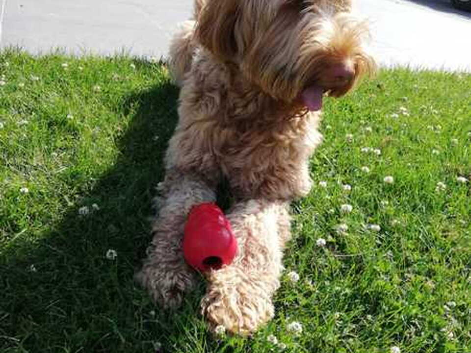 Foto van Soft Velvet Cobbers