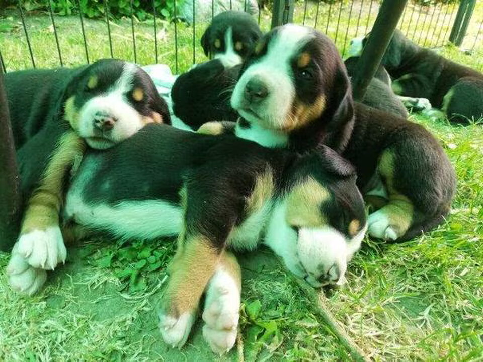 Pups van Karhunkierros.nl