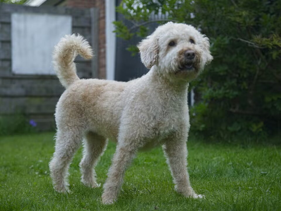 Foto van Kennemer Doodles, Australische labradoodle pups