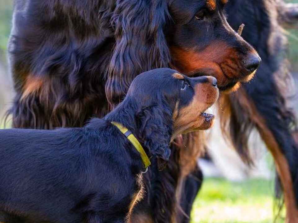 Foto van Gordon Setters of the Purple Fallow